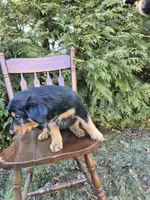 Toby, a female English Shepherd for sale in Middletown Township, PA – Photo 3 of 3