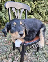 Max, a male English Shepherd for sale in Middletown Township, PA – Photo 1 of 3
