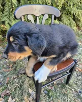 Max, a male English Shepherd for sale in Middletown Township, PA – Photo 2 of 3