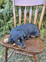 Lilly, a female English Shepherd for sale in Middletown Township, PA – Photo 3 of 3