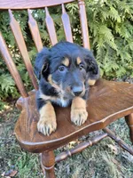 Lilly, a female English Shepherd for sale in Middletown Township, PA – Photo 2 of 3