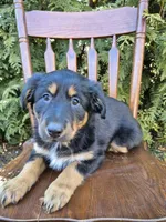Lilly, a female English Shepherd for sale in Middletown Township, PA – Photo 1 of 3