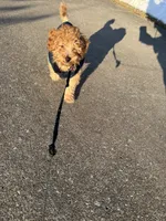 processed/4dcdb5e5-afc3-4b3f-8370-c5c764846a84/listing/cd3ab96e-9dd0-4f00-b1fc-7ed749452528/8eb45551-82f1-4b61-9051-7e49760cba29