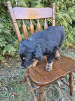 Cooper, a female English Shepherd for sale in Middletown Township, PA – Photo 4 of 4