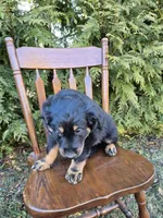 Cooper, a female English Shepherd for sale in Middletown Township, PA – Photo 2 of 4