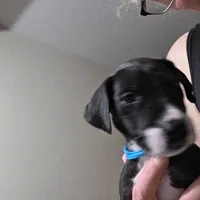 Puppy 8, a male Great Dane for sale in Auburn, WA – Photo 1 of 2