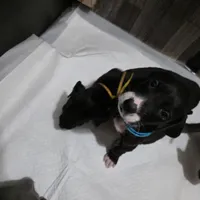 Puppy 8, a male Great Dane for sale in Auburn, WA – Photo 2 of 2