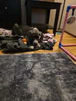 Honda, a male Great Dane for sale in Auburn, WA – Photo 2 of 3