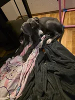 Honda, a male Great Dane for sale in Auburn, WA – Photo 1 of 3