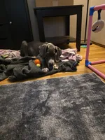 Honda, a male Great Dane for sale in Auburn, WA – Photo 3 of 3