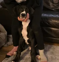 Ferrari, a male Great Dane for sale in Auburn, WA – Photo 2 of 5