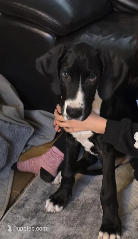 Ferrari – Great Dane puppy for sale in Auburn, WA