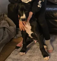 Ferrari, a male Great Dane for sale in Auburn, WA – Photo 3 of 5