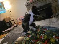 Ferrari, a male Great Dane for sale in Auburn, WA – Photo 4 of 5