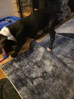 Ferrari, a male Great Dane for sale in Auburn, WA – Photo 5 of 5