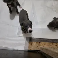 Puppy 7, a male Great Dane for sale in Auburn, WA – Photo 2 of 2