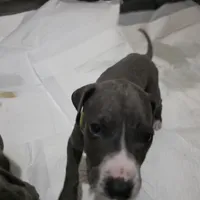 Puppy 7, a male Great Dane for sale in Auburn, WA – Photo 1 of 2