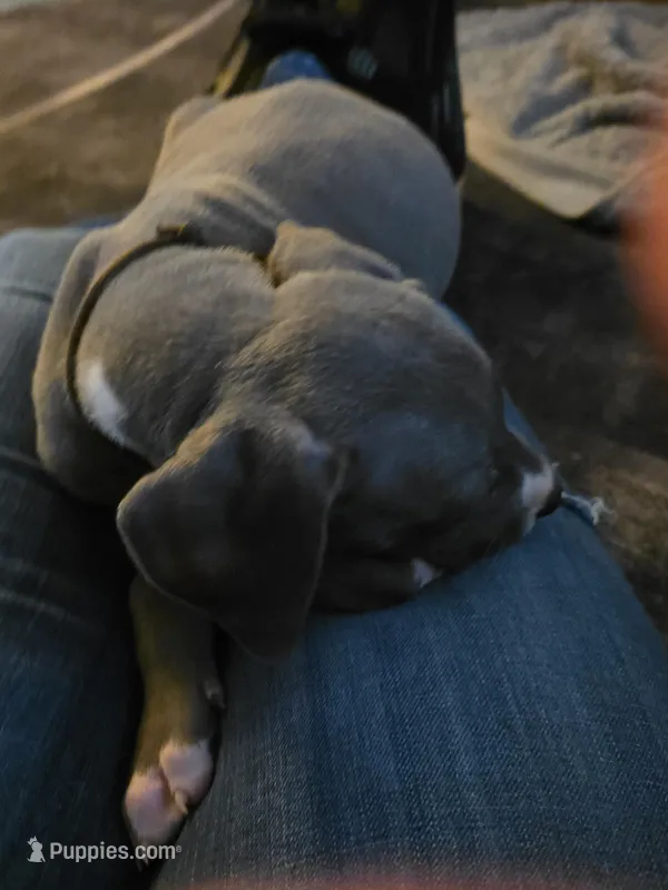 Puppy 11 – Great Dane puppy for sale in Auburn, WA