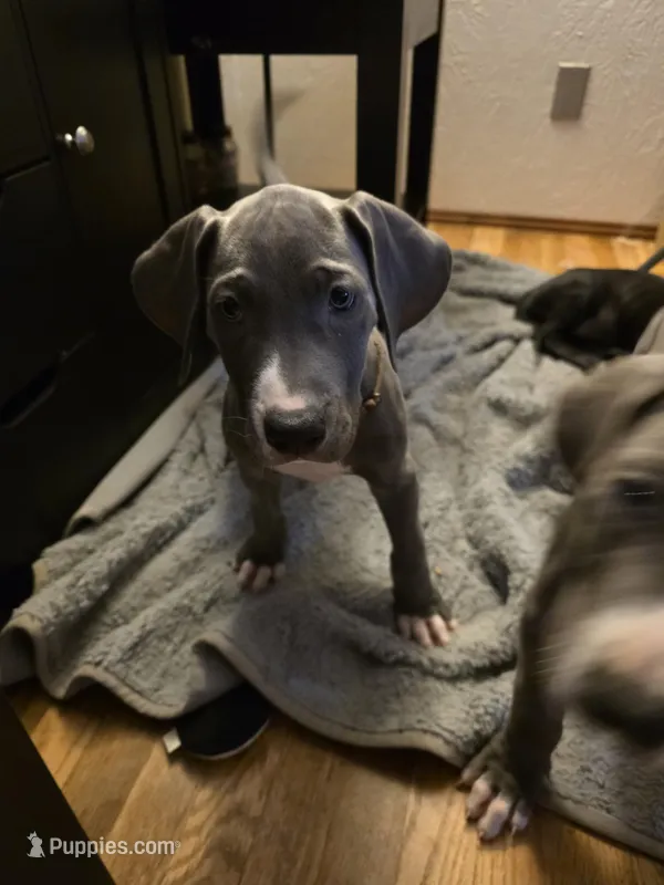 Puppy 11 – Great Dane puppy for sale in Auburn, WA