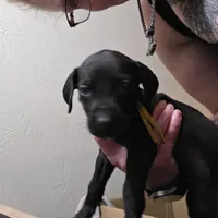 Puppy 9, a female Great Dane for sale in Auburn, WA – Photo 2 of 2