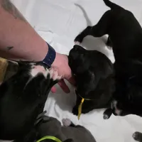 Puppy 9, a female Great Dane for sale in Auburn, WA – Photo 1 of 2