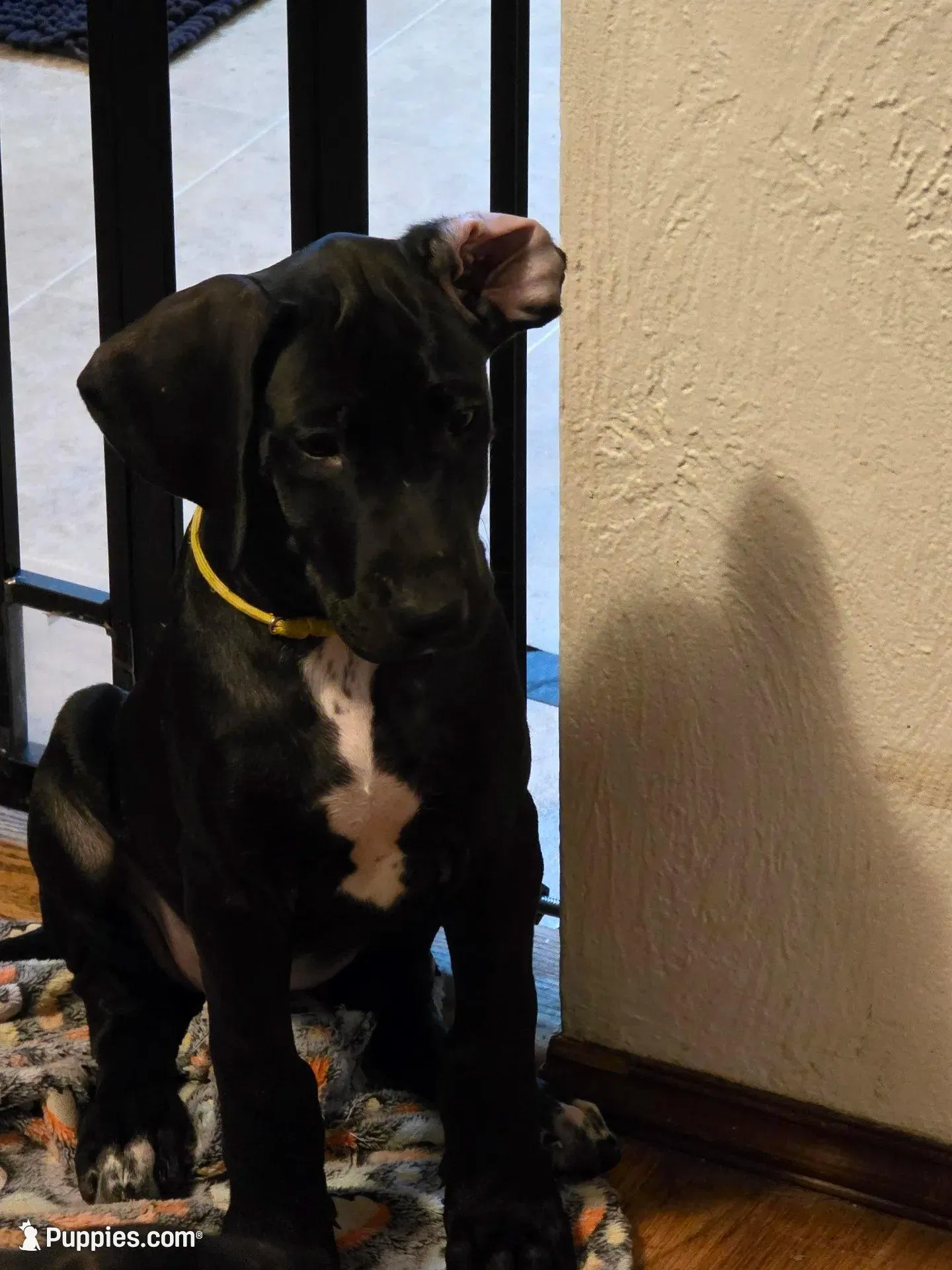 Puppy 9 – Great Dane puppy for sale in Auburn, WA