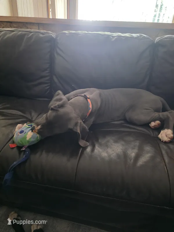 Lexus – Great Dane puppy for sale in Auburn, WA