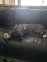 Lexus, a female Great Dane for sale in Auburn, WA – Photo 1 of 3