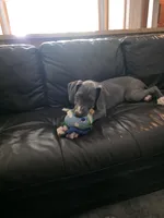 Lexus, a female Great Dane for sale in Auburn, WA – Photo 2 of 3