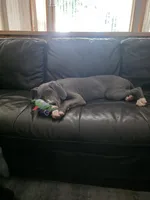 Lexus, a female Great Dane for sale in Auburn, WA – Photo 3 of 3