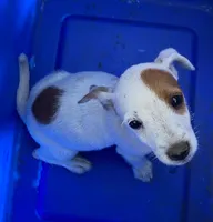 Palsy, a female Jack Russell Terrier and Doberman Pinscher for sale in San Bernardino, CA – 3 of 4