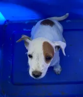 Palsy, a female Jack Russell Terrier and Doberman Pinscher for sale in San Bernardino, CA – 2 of 4