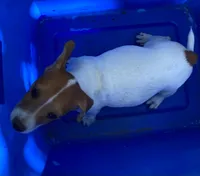 Ella, a female Jack Russell Terrier and Doberman Pinscher for sale in San Bernardino, CA – 2 of 3