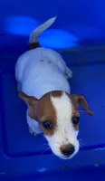 Roxie, a female Jack Russell Terrier and Doberman Pinscher for sale in San Bernardino, CA – 2 of 4