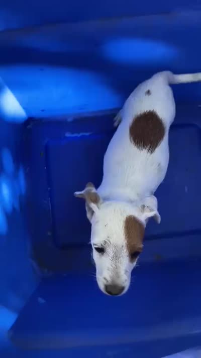Palsy, a female Jack Russell Terrier and Doberman Pinscher for sale in San Bernardino, CA – 4 of 4
