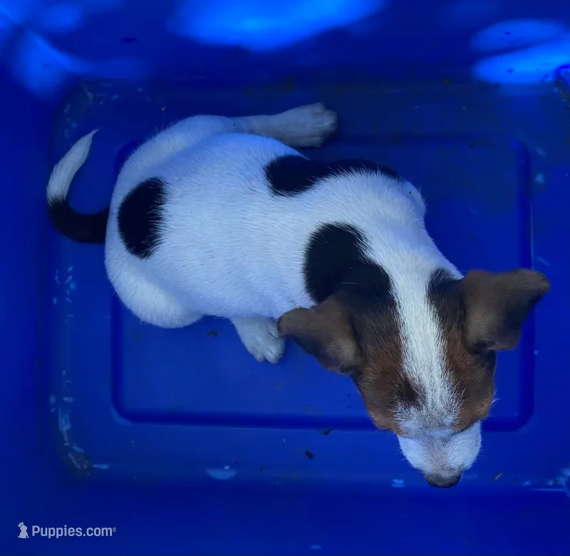 Bingo – Jack Russell Terrier, Doberman Pinscher puppy for sale in San Bernardino, CA