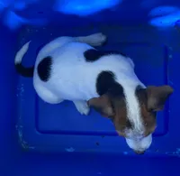 Bingo, a male Jack Russell Terrier and Doberman Pinscher for sale in San Bernardino, CA – 1 of 5