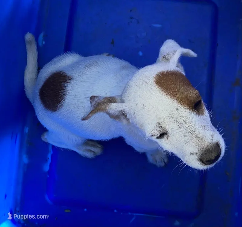 Palsy – Jack Russell Terrier, Doberman Pinscher puppy for sale in San Bernardino, CA