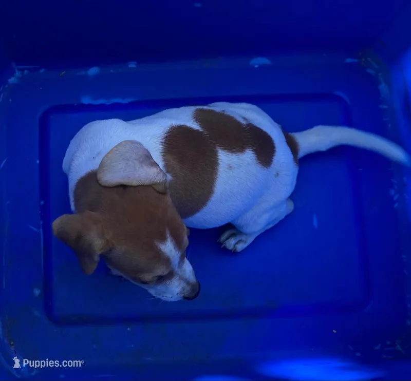 Gigi – Jack Russell Terrier, Doberman Pinscher puppy for sale in San Bernardino, CA