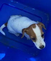 Roxie, a female Jack Russell Terrier and Doberman Pinscher for sale in San Bernardino, CA – 1 of 4