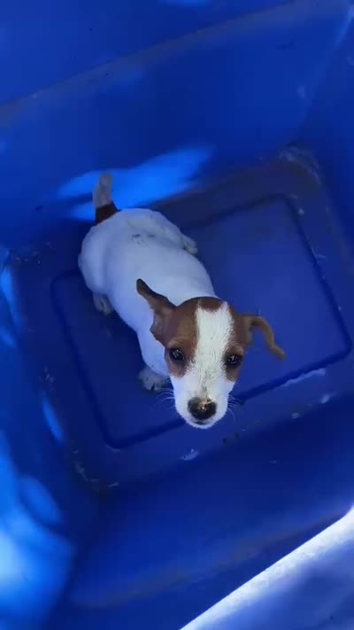 Roxie, a female Jack Russell Terrier and Doberman Pinscher for sale in San Bernardino, CA – 4 of 4