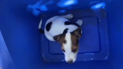 Bingo, a male Jack Russell Terrier and Doberman Pinscher for sale in San Bernardino, CA – 5 of 5