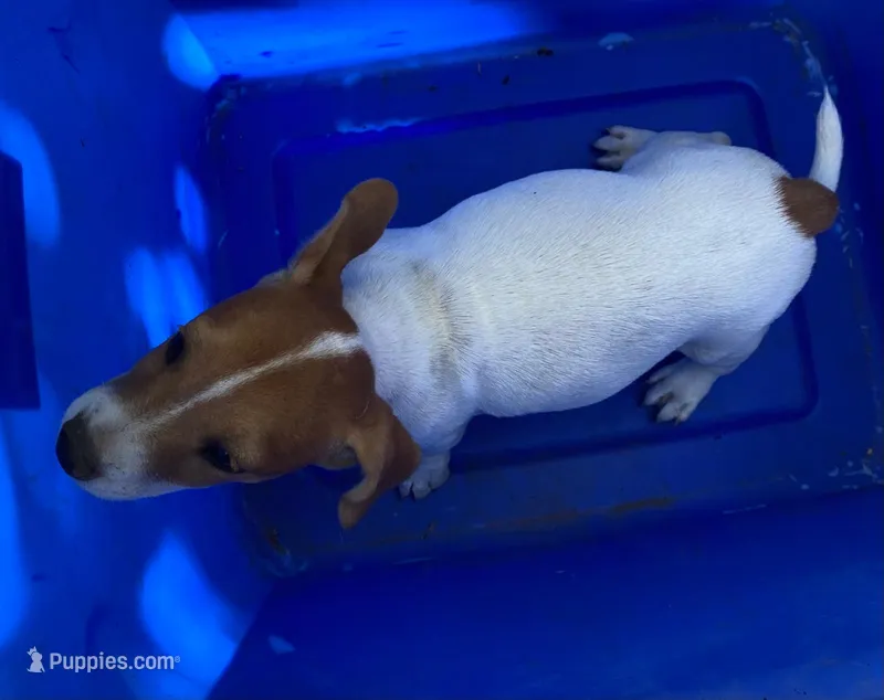 Ella – Jack Russell Terrier, Doberman Pinscher puppy for sale in San Bernardino, CA