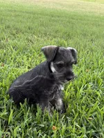 Salt and pepper female, a female Miniature Schnauzer for sale in Decatur, TX – 2 of 4