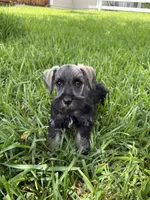 AKC female, a female Miniature Schnauzer for sale in Decatur, TX – 4 of 4