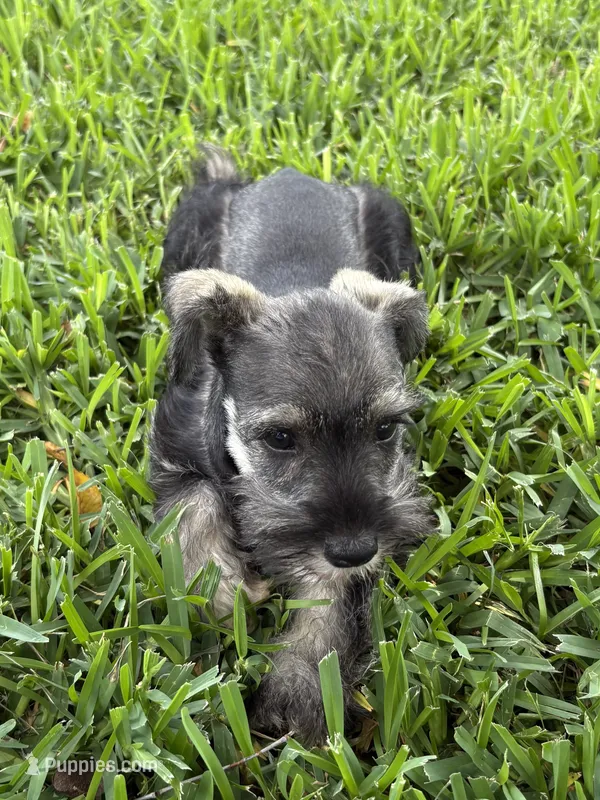 Salt and pepper female – Miniature Schnauzer puppy for sale in Decatur, TX