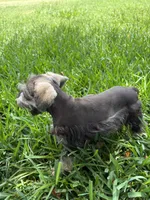 Salt and pepper male, a male Miniature Schnauzer for sale in Decatur, TX – 2 of 6