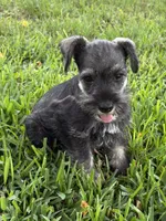 Salt and pepper female, a female Miniature Schnauzer for sale in Decatur, TX – 4 of 4