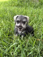 Salt and pepper male, a male Miniature Schnauzer for sale in Decatur, TX – 5 of 6