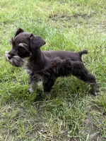 Luke, a male Miniature Schnauzer for sale in Decatur, TX – Photo 2 of 3